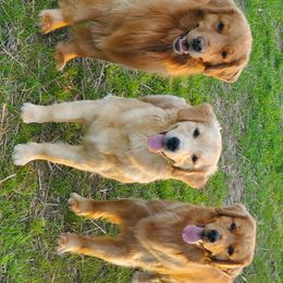 Golden Retriever Puppies from Kim Kelley