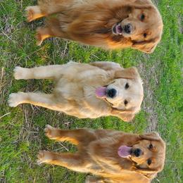 Golden Retriever Puppies from Kim Kelley