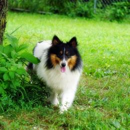 Bella - Spayed Young Adult - Black & tan female Toy Shetland Sheepdog puppy in Frazeysburg, Ohio from Mountain High Kennels
