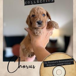 Chorus - Dallas,Tx - 4,000 - Red  female Goldendoodle puppy in Garland, Texas from Twilight Doodles
