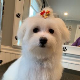 Button - Maltese