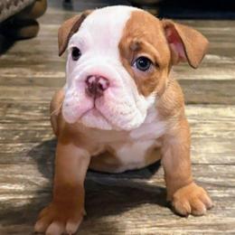Stewart - Red and white male Bulldog puppy in Lake Stevens, Washington from Washington Bulldogs