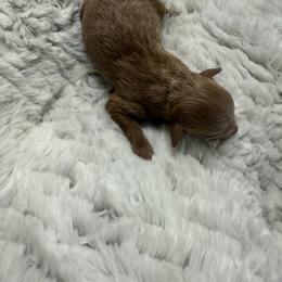 Margarita - Red  female Poodle puppy in Fredericktown, Missouri from Doodle Pups Fur-Ever