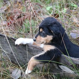 English Shepherd Puppies from Boarstead English Shepherds