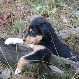 English Shepherd Puppies from Boarstead English Shepherds