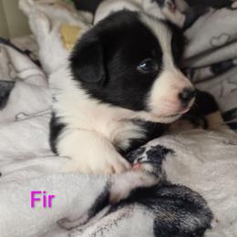 Fir - Black and white female Border Collie puppy in Gaffney, South Carolina from On the Lamb