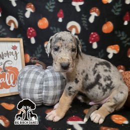 Whiskey - Merle male Great Dane puppy in Spiro, Oklahoma from Big Birch Danes