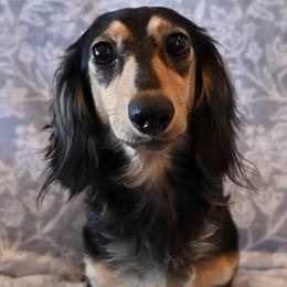 Dachshunds from Triple T Dachshunds