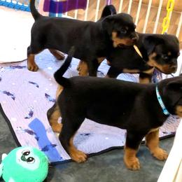 Rottweiler Puppies from Thomas Rotts