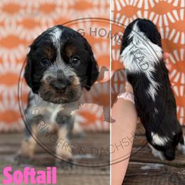Softail - Black white and tan female English Springer Spaniel puppy in Fond Du Lac, Wisconsin from Clucking Homestead Springers & Dachshunds
