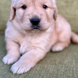 Beavercreek- green collar - Golden male Golden Retriever puppy in Colorado Springs, Colorado from Mercy Mountain Bernedoodles