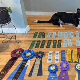 Border Collies from Kraken Border Collies