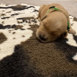 Lime Green - Golden Retriever puppy in Lucedale, Mississippi from Goode LOVIN’ Retrievers