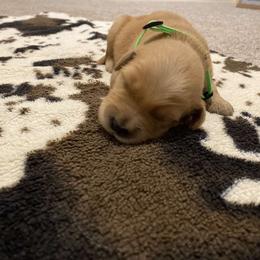 Lime Green - Golden Retriever puppy in Lucedale, Mississippi from Goode LOVIN’ Retrievers