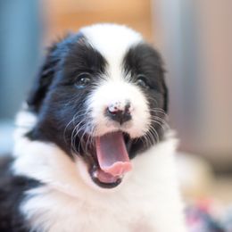Border Collie Puppies from Bold North Border Collies