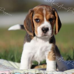 AKC 'Slugger' - Black tan and white male Beagle puppy in Lamar, Missouri from Marti Acres ~ Boston Terrier & Beagles