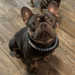 Tito - French Bulldog