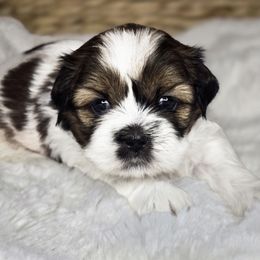Cynthia - Brindle and white female Shih Tzu puppy in Mountain Grove, Missouri from Precious Puppies