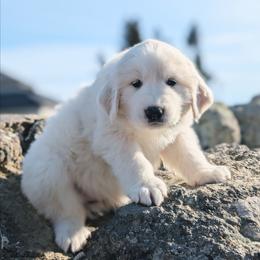 Girl 3 Purple - White female Great Pyrenees puppy in Yakima, Washington from Naches Heights Ranch