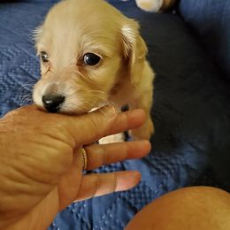 Dachshund Puppies from Triniti Dachshunds