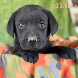 Chevelle - Black female Labrador Retriever puppy in Sullivan, Missouri from O’Dell Labs