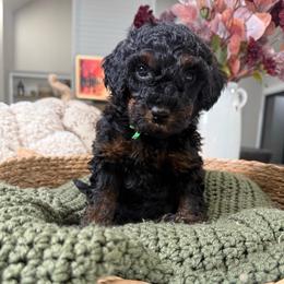 Green Collar - Black and tan male Cavapoo puppy in Indiahoma, Oklahoma from Farm Fresh Doodles