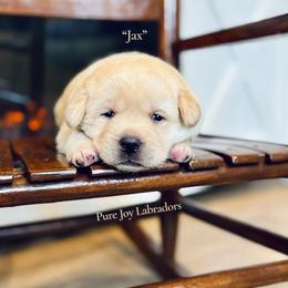 Jax - Yellow male Labrador Retriever puppy in Cinebar, Washington from Pure Joy Labradors