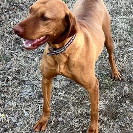 Liz - Vizsla