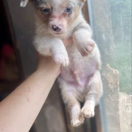 Merle boy - Blue merle and white male American Corgi puppy in Clinton, Tennessee from High Hopes Hounds
