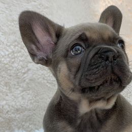 Boy 4 - French Bulldog puppy in Perris, California from Ultra Paws Plus
