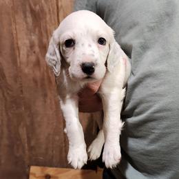 Girl 1 - White female Llewellin Setter puppy in North Dinwiddie, Virginia from Pups Furever