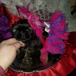 Shih Tzu Puppies from Cutie Pie Shih Tzu