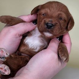 Nick - Red  male Goldendoodle puppy in Decatur, Tennessee from Diamond's Doodles