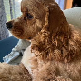 Cocker Spaniel All Grown Up from Laureen's Cocker Spaniels