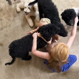 Cockapoo and Goldendoodle Puppies from Diva’s Darling Doodles
