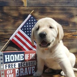 Labrador Retriever Puppies from Lost River Labradors