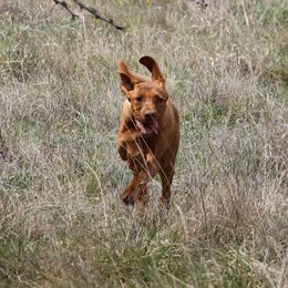 German Shorthaired Pointer and Vizsla Puppies from Big Country Kennels