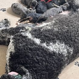 Bernedoodle, Goldendoodle, and Poodle Puppies from Poodles and Doodles By Grace