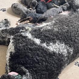 Bernedoodle, Goldendoodle, and Poodle Puppies from Poodles and Doodles By Grace