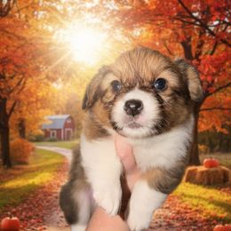 Harvest - Red male Pembroke Welsh Corgi puppy in New Port Richey, Florida from Spots and Sploots