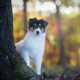 Dior - Black white and tan female Collie puppy in Huffville, Virginia from Blackberry Hills Cattle dogs and Collies