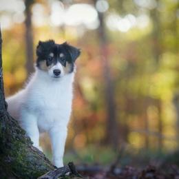 Dior - Black white and tan female Collie puppy in Huffville, Virginia from Blackberry Hills Cattle dogs and Collies