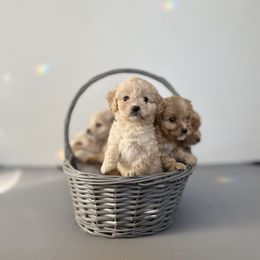 Cockapoo Puppies from East St. Poodles & Doodles