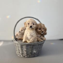 Cockapoo Puppies from East St. Poodles & Doodles