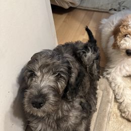 Goldendoodle Puppies from Lover Dover Doodles