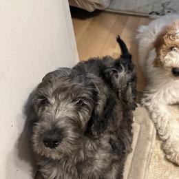 Goldendoodle Puppies from Lover Dover Doodles