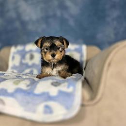 Pup 2 - Black and tan male Yorkshire Terrier puppy in Polk City, Florida from Yorkies by Casey