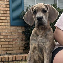 Rayne - Blue female Great Dane puppy in Denison, Texas from Hundeity Great Danes