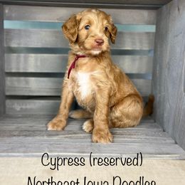 Cypress - Apricot male Goldendoodle puppy in Cedar Falls, Iowa from Northeast Iowa Doodles