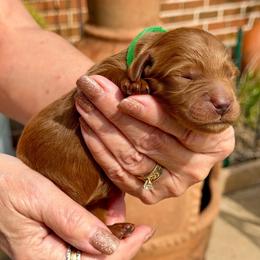 Cameron- green collar boy - Red  male Goldendoodle puppy in Midlothian, Texas from Gray Doodles